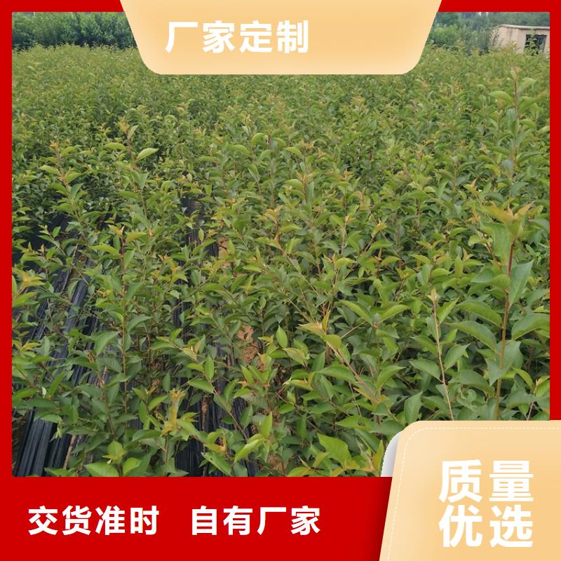 樱桃樱桃苗自产自销