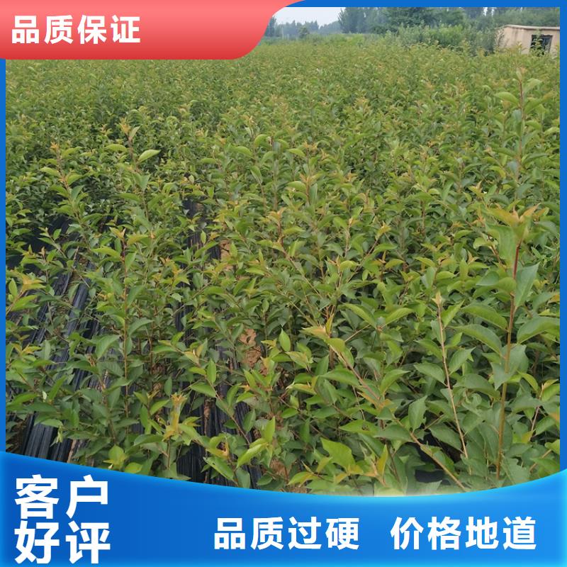 【樱桃杏树苗拥有多家成功案例】