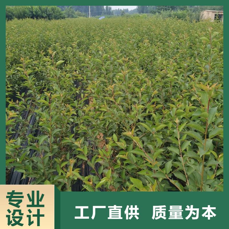 樱桃-苹果苗厂家直销大量现货