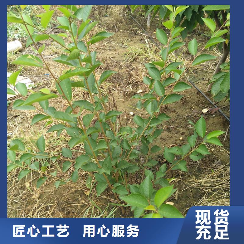 樱桃苹果苗源头厂家供应