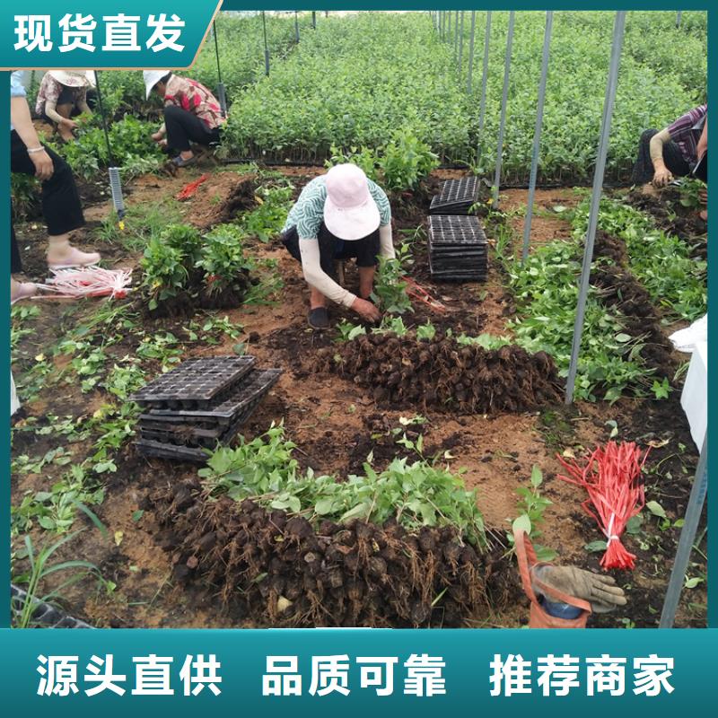 【樱桃】板栗苗专业品质