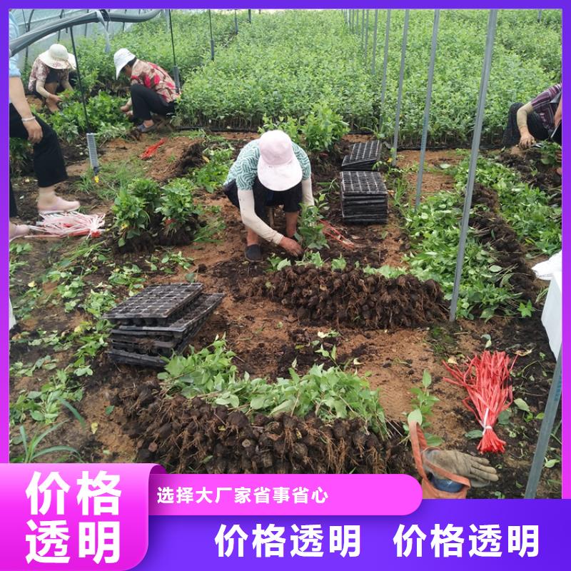 樱桃石榴树品质优选