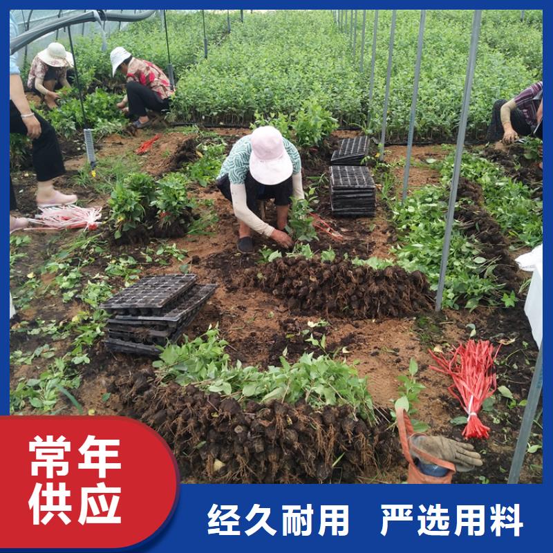 樱桃,樱桃苗好产品不怕比