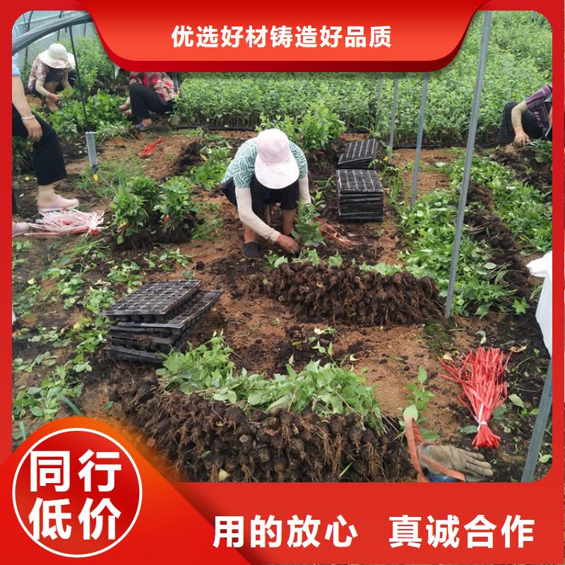 【樱桃桃树苗生产安装】