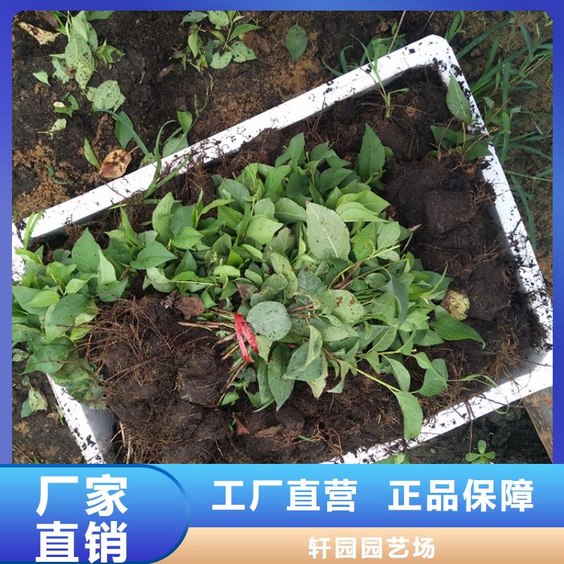 樱桃樱桃苗自产自销