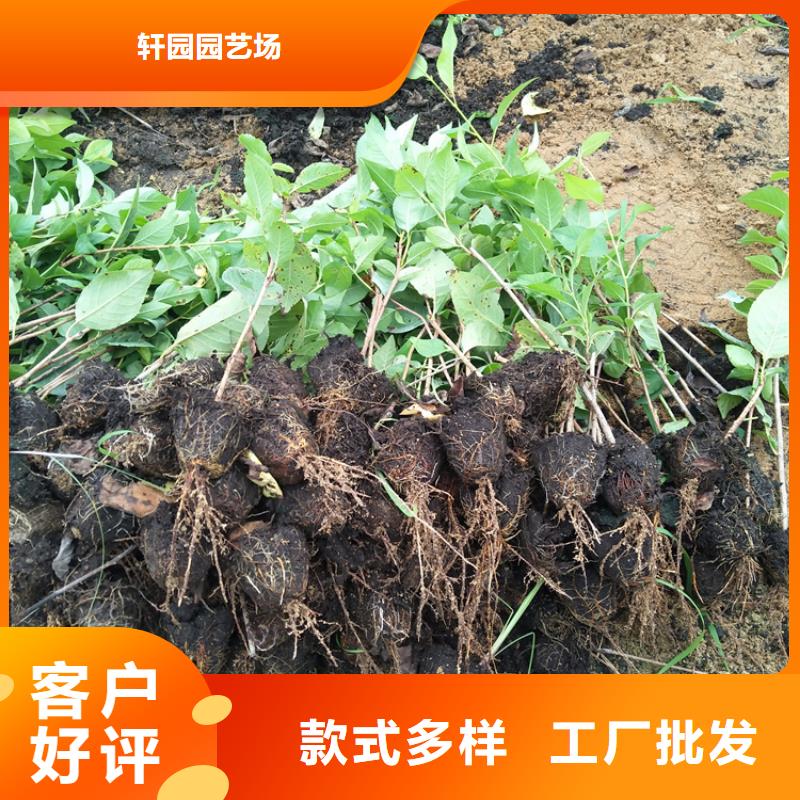 樱桃【樱桃苗】供您所需