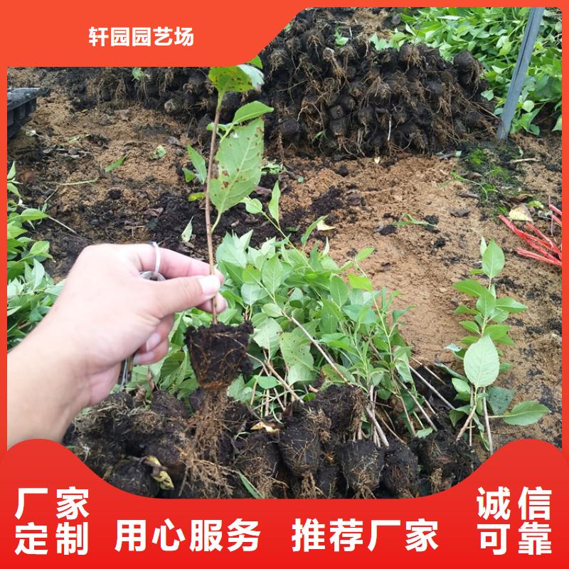 樱桃葡萄苗应用领域