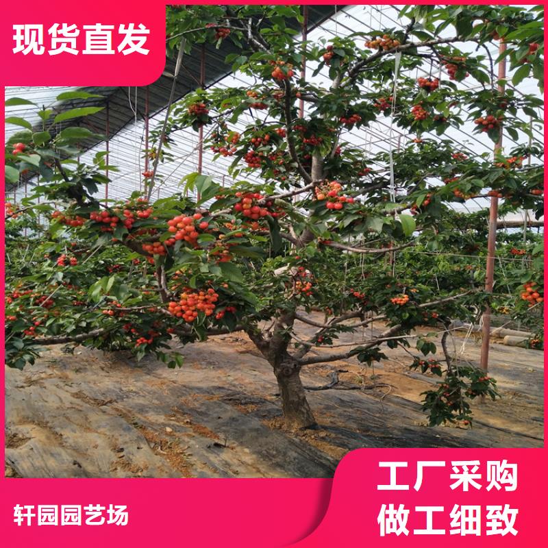 樱桃草莓苗一手货源源头厂家