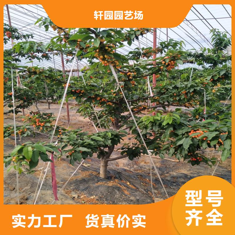 【樱桃】樱桃苗高品质诚信厂家