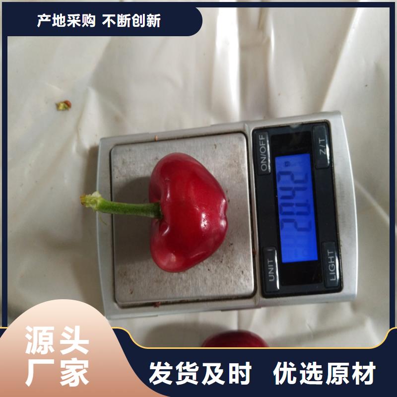 【樱桃】樱桃苗高品质诚信厂家