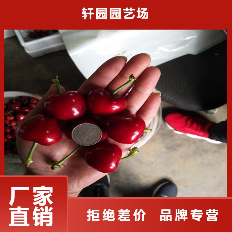 樱桃樱桃苗自产自销