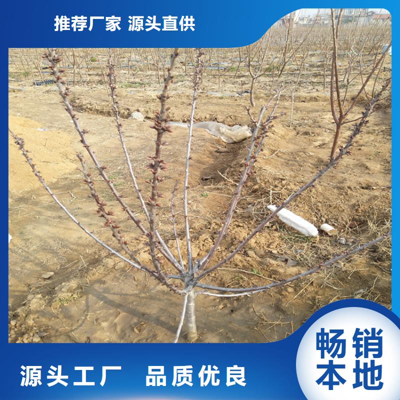 樱桃石榴树品质优选