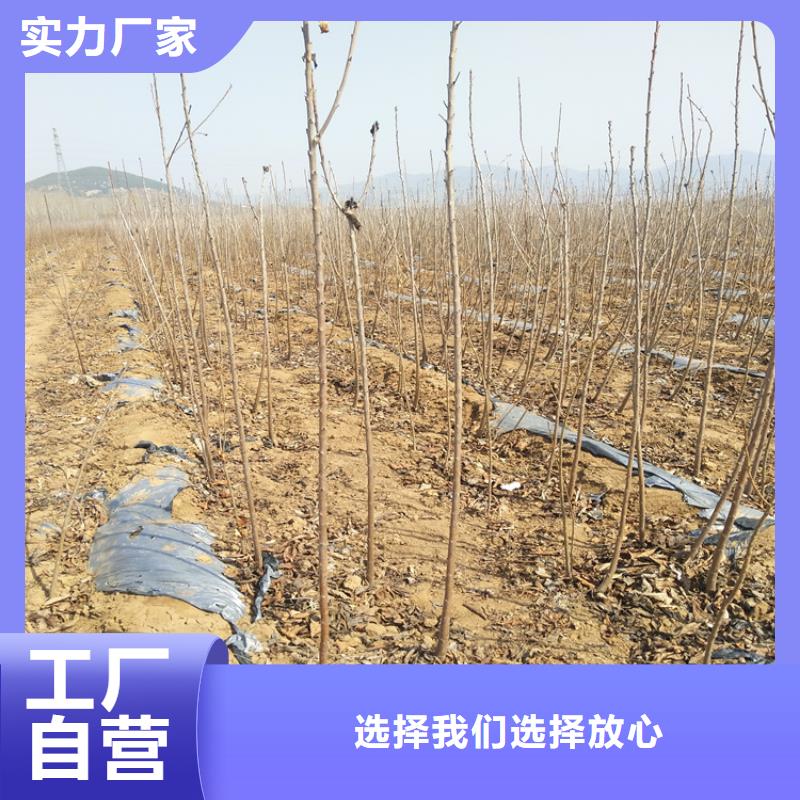 樱桃_苹果苗好品质售后无忧