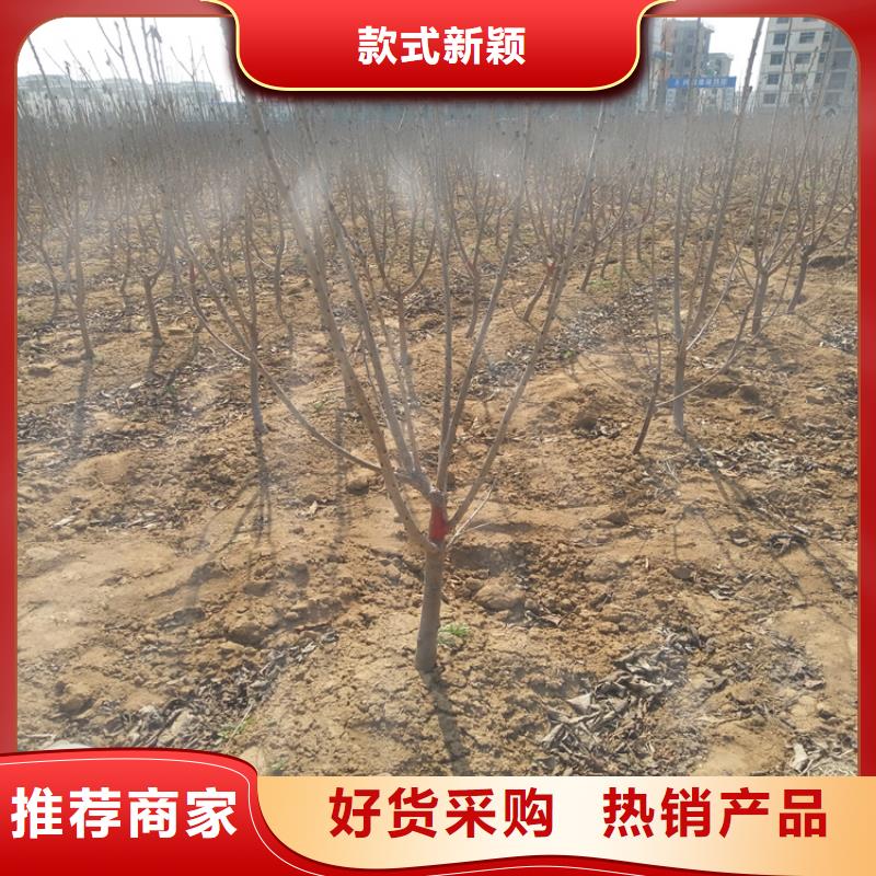 樱桃梨树苗每一处都是匠心制作