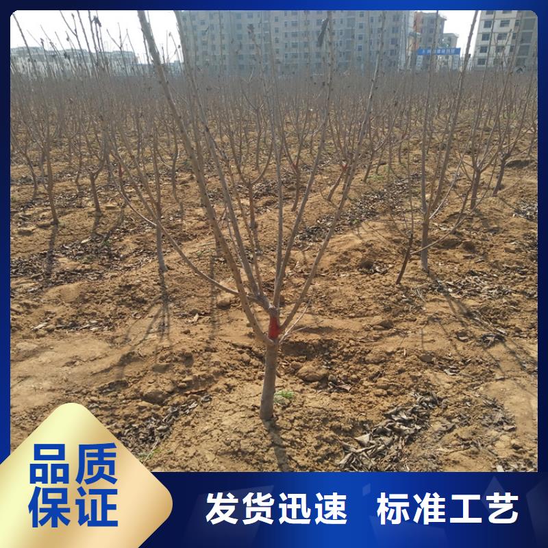 樱桃-苹果苗厂家直销大量现货