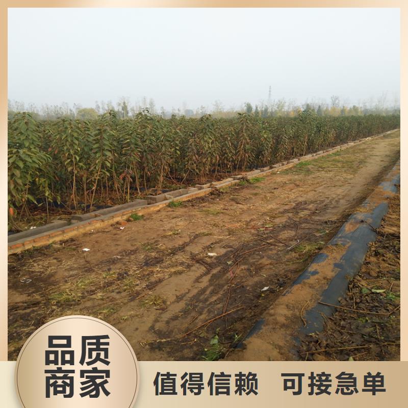【樱桃】_苹果苗材质实在