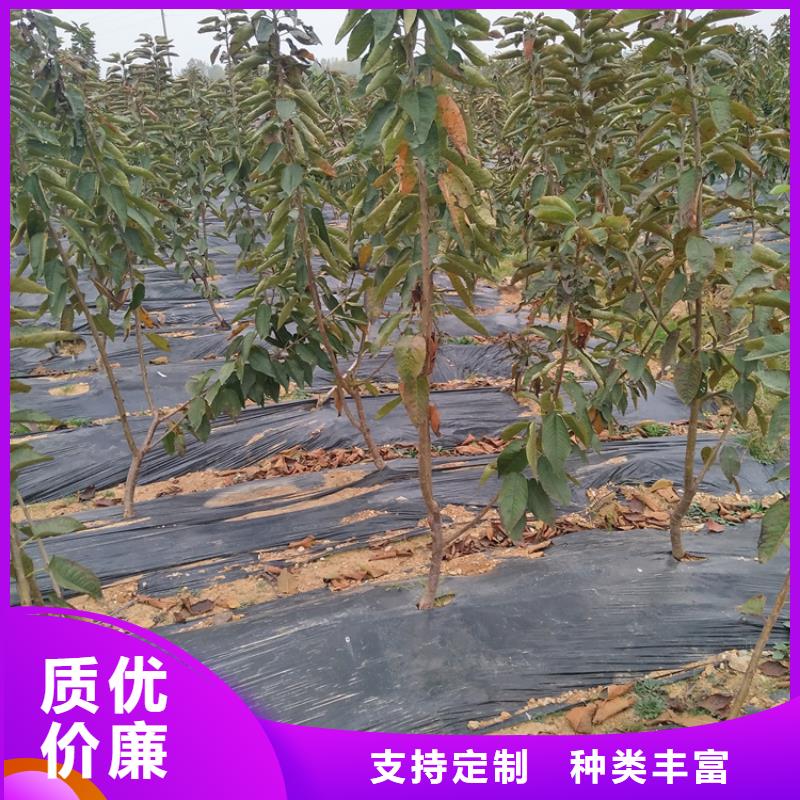 【樱桃】苹果苗常年出售