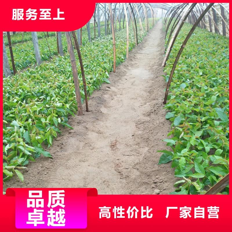 【樱桃樱桃苗拥有多家成功案例】