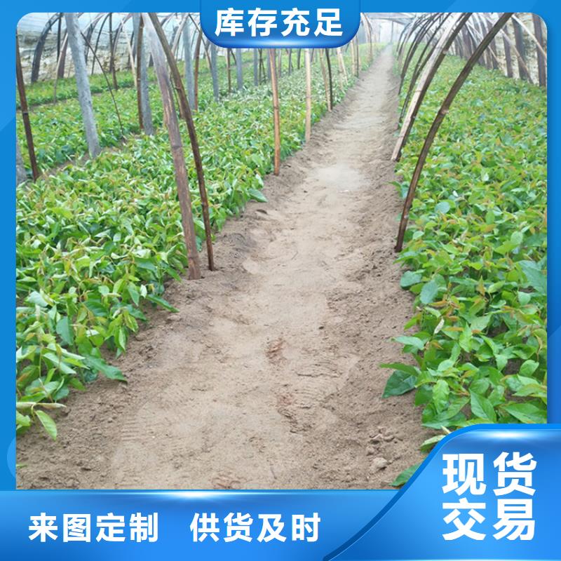 樱桃樱桃苗自产自销