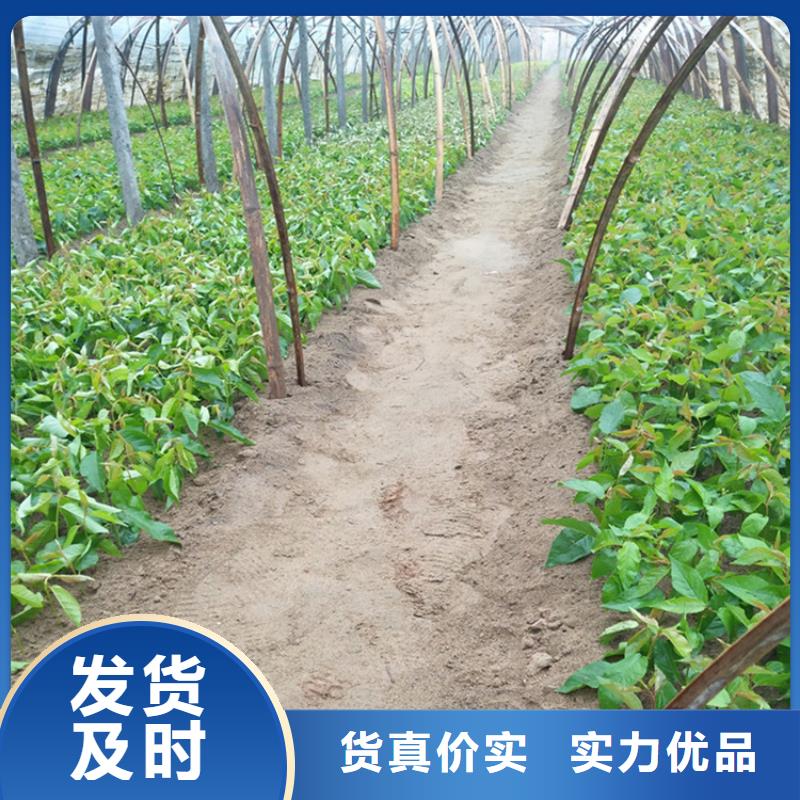 樱桃苹果苗支持大批量采购