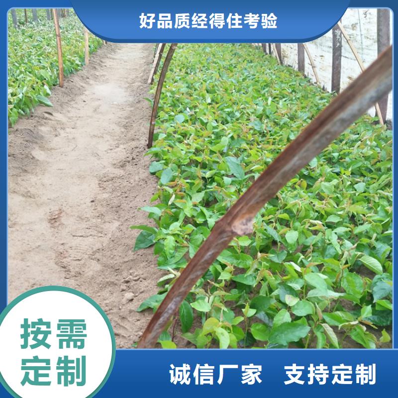 【樱桃】苹果苗常年出售