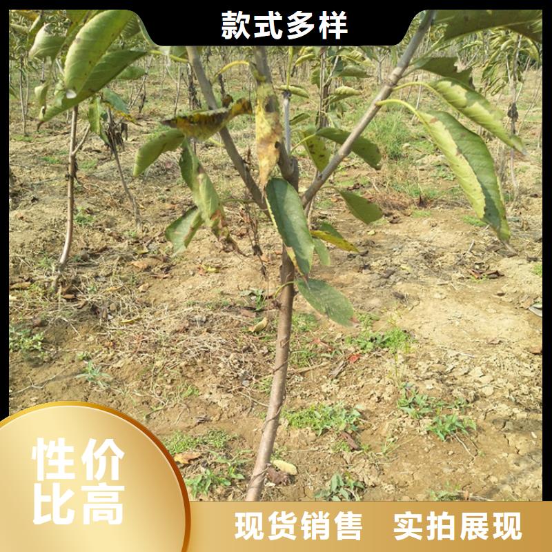 樱桃_猕猴桃苗选择我们选择放心