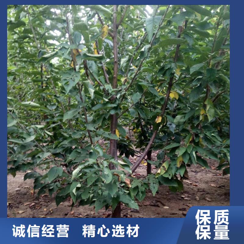 【樱桃】苹果苗优质原料