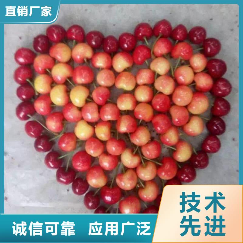 樱桃-【石榴树苗】质量优选