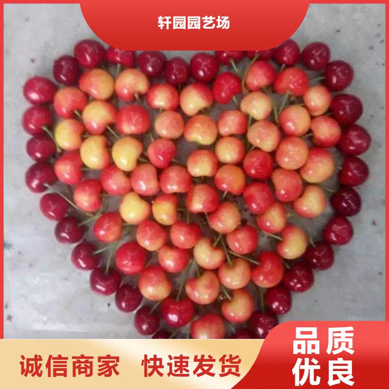 樱桃桃树苗品质无所畏惧