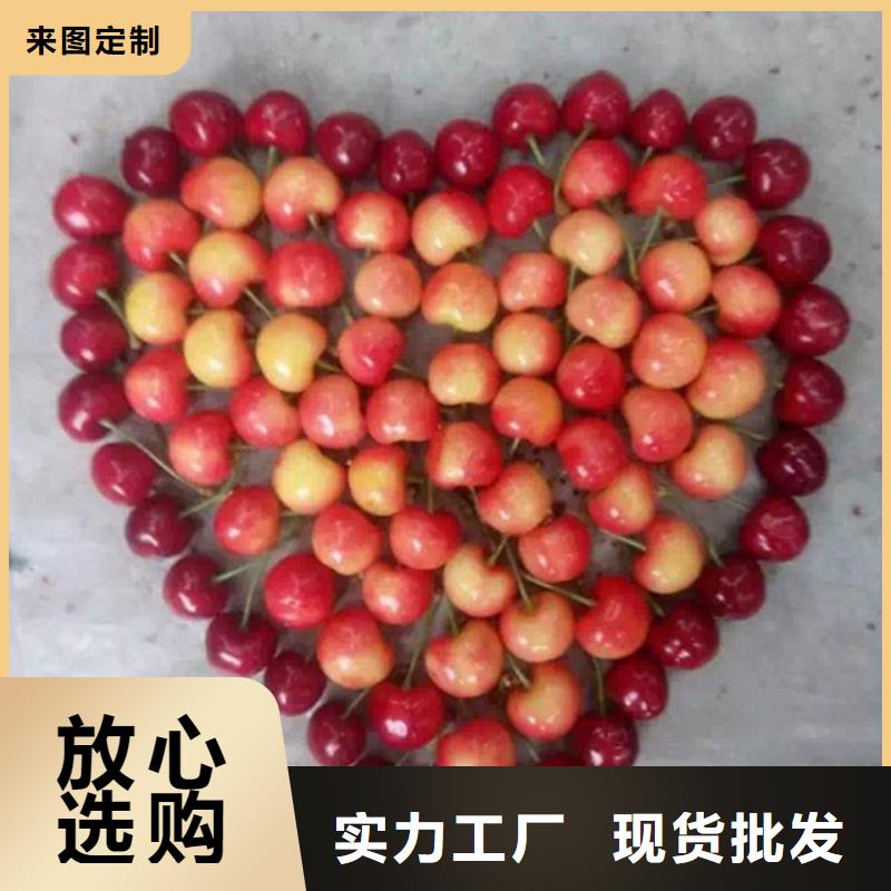 樱桃无花果苗品质保障售后无忧