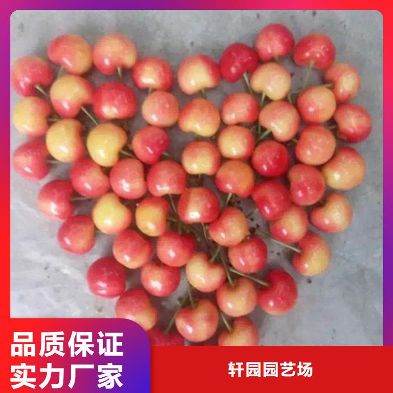 樱桃西瓜番石榴苗多种工艺