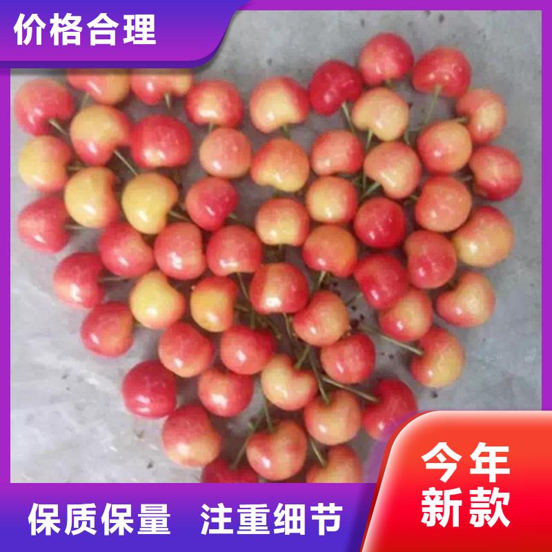 【樱桃_苹果苗注重细节】