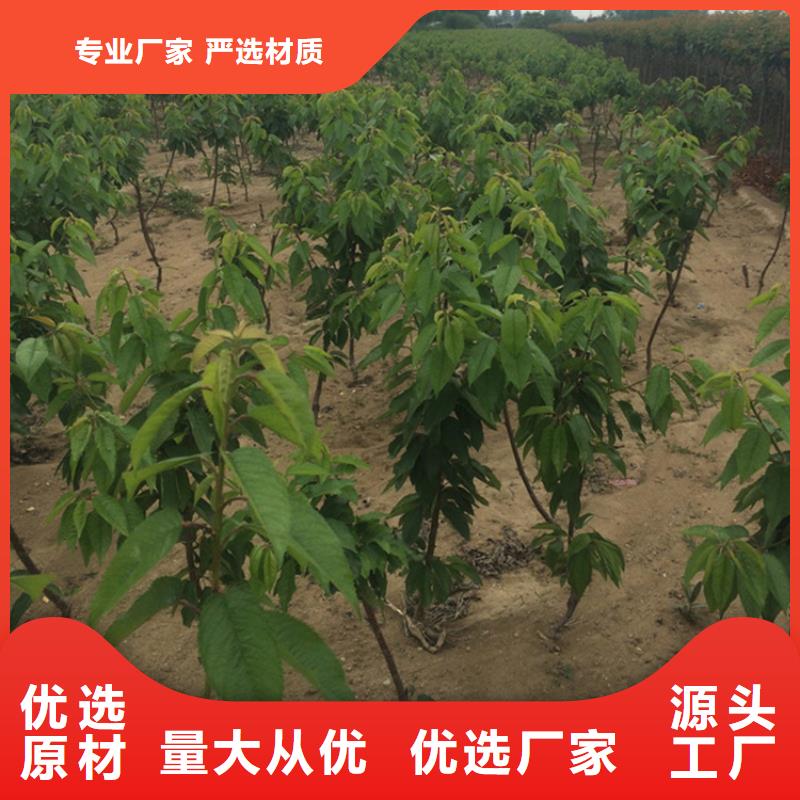 樱桃石榴树用品质赢得客户信赖