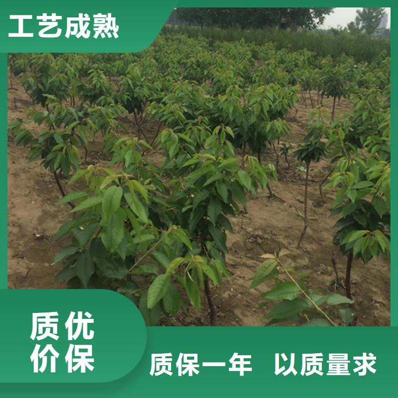 樱桃葡萄苗应用领域