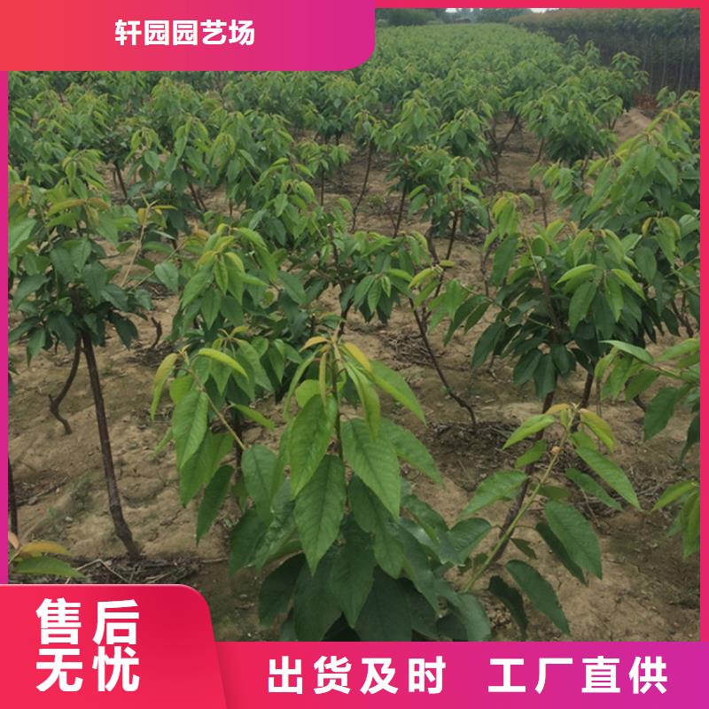 樱桃苹果苗厂家型号齐全