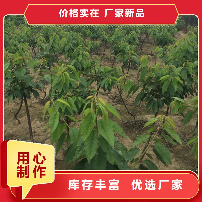 樱桃,樱桃苗好产品不怕比