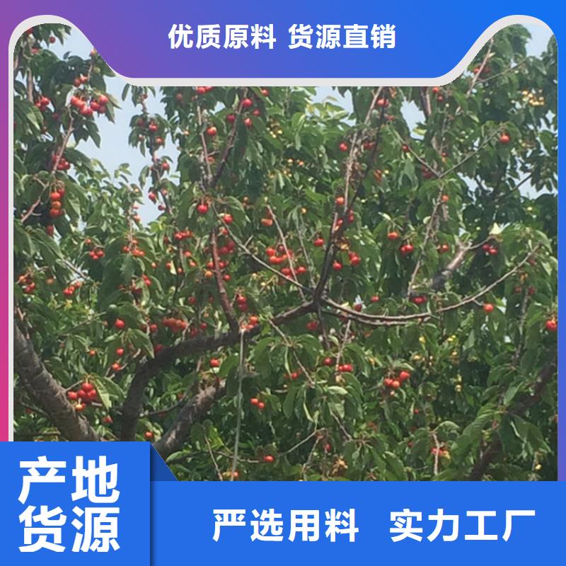 樱桃草莓苗一手货源源头厂家