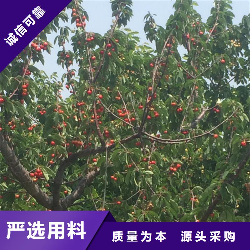 樱桃苹果苗源头厂家供应