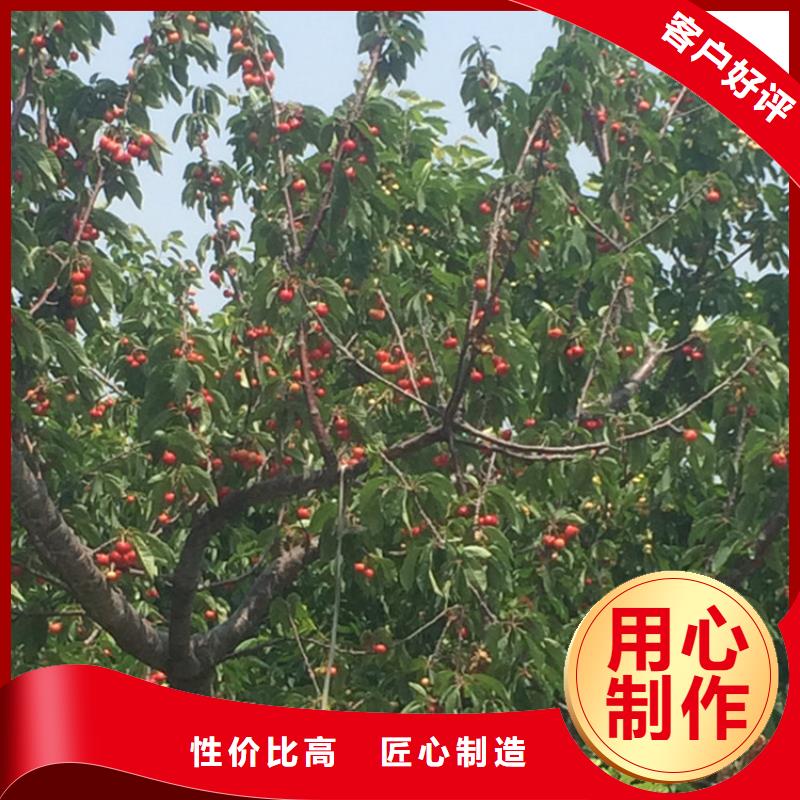 樱桃葡萄苗应用领域