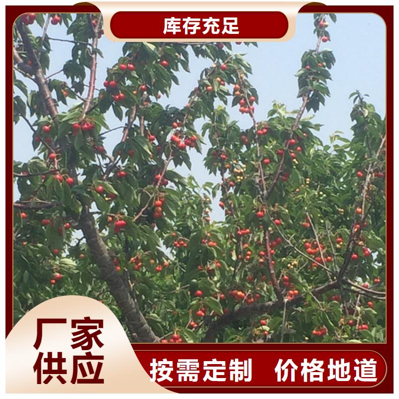 樱桃_猕猴桃苗选择我们选择放心