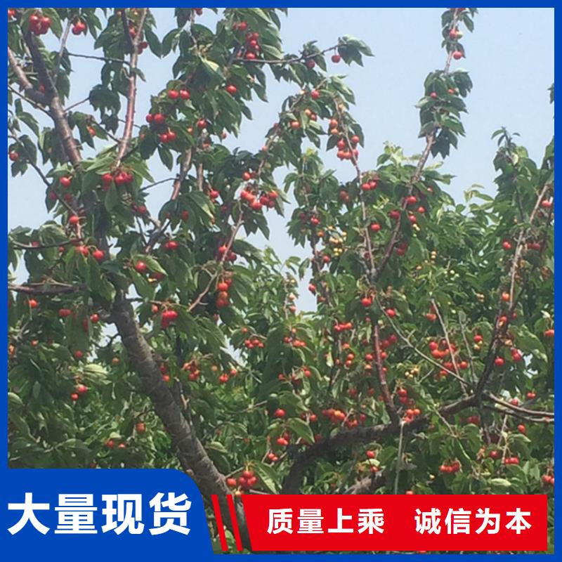 樱桃_苹果苗放心得选择