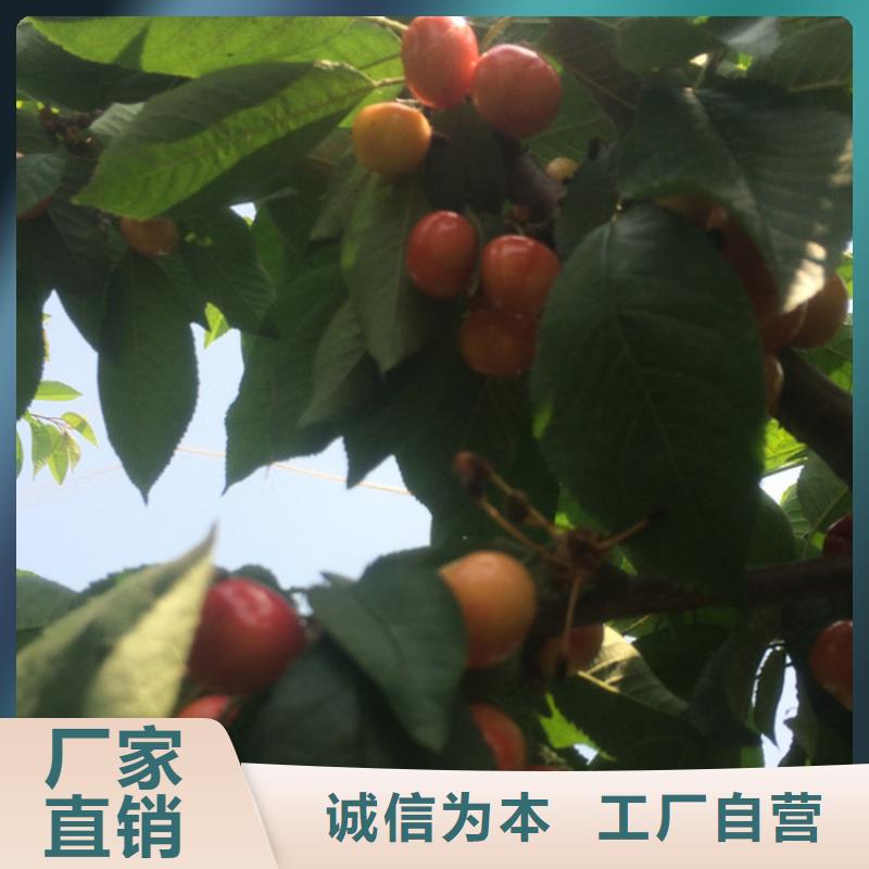 樱桃,樱桃苗好产品不怕比