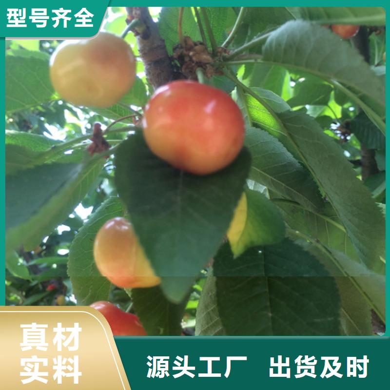 樱桃石榴树用品质赢得客户信赖
