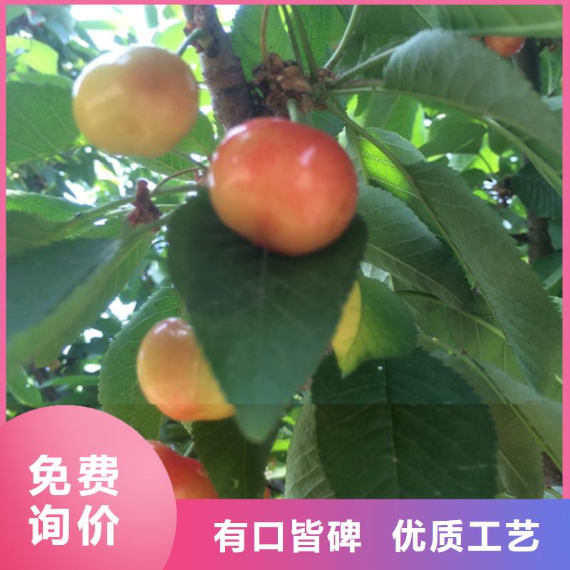 樱桃猕猴桃苗追求品质