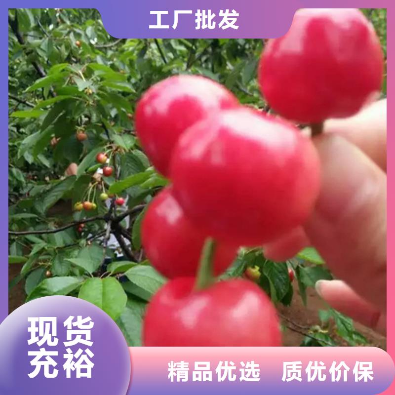 樱桃苹果苗品种全
