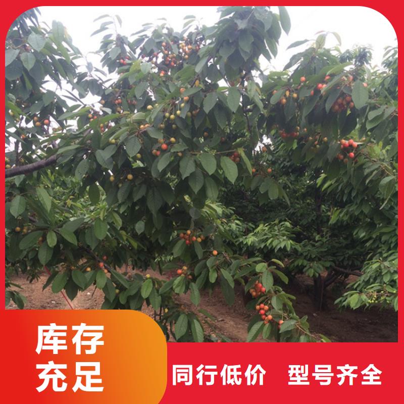 【樱桃桃树苗生产安装】