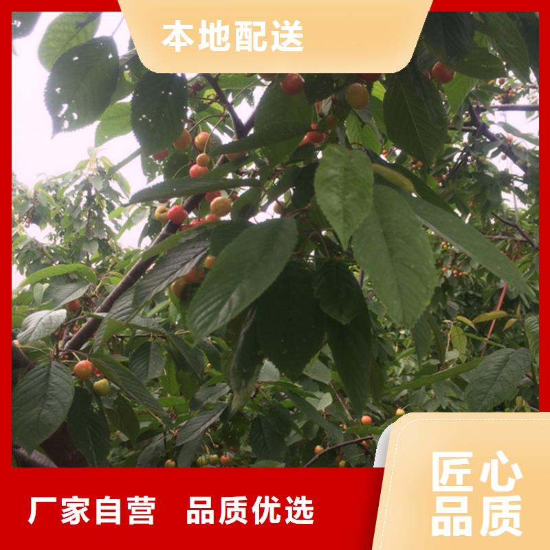 【樱桃】,葡萄苗质保一年