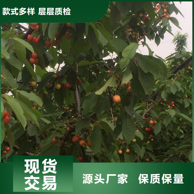 樱桃樱桃苗自产自销
