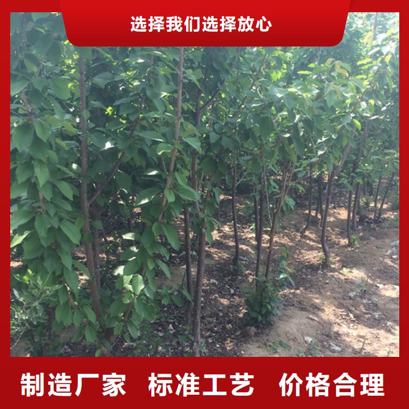 樱桃苹果苗源头厂家供应