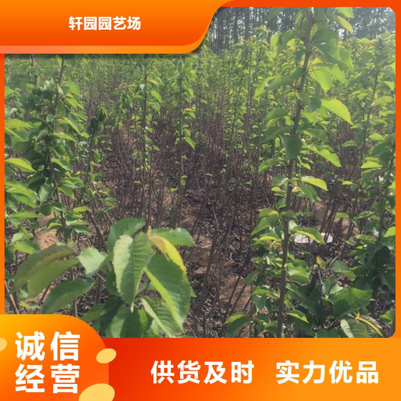 樱桃石榴树用品质赢得客户信赖